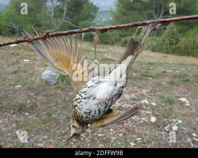 Photo du document - alors que la Commission européenne a donné trois mois à la France pour « visualiser ses méthodes de capture d'oiseaux », les chasseurs demandent que la pratique soit maintenue. La Cour suprême de France a précédemment rejeté la demande du groupe de protection des oiseaux la Ligue de protection des oiseaux (LPO) d'interdire la technique. Il a dit que les quotas fixes et saisonniers pour la chasse aux oiseaux devraient être maintenus à la place, les chasseurs ne pouvant pas dépasser ce niveau. Par conséquent, les chasseurs peuvent continuer à utiliser la méthode légalement - jusqu'aux montants des quotas - dans les Alpes-de-haute-Provence, les Alpes-Maritimes, Bouc Banque D'Images