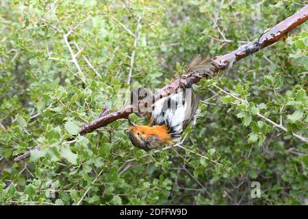 Photo du document - alors que la Commission européenne a donné trois mois à la France pour « visualiser ses méthodes de capture d'oiseaux », les chasseurs demandent que la pratique soit maintenue. La Cour suprême de France a précédemment rejeté la demande du groupe de protection des oiseaux la Ligue de protection des oiseaux (LPO) d'interdire la technique. Il a dit que les quotas fixes et saisonniers pour la chasse aux oiseaux devraient être maintenus à la place, les chasseurs ne pouvant pas dépasser ce niveau. Par conséquent, les chasseurs peuvent continuer à utiliser la méthode légalement - jusqu'aux montants des quotas - dans les Alpes-de-haute-Provence, les Alpes-Maritimes, Bouc Banque D'Images