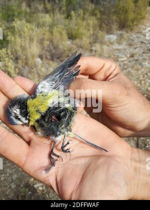 Photo du document - alors que la Commission européenne a donné trois mois à la France pour « visualiser ses méthodes de capture d'oiseaux », les chasseurs demandent que la pratique soit maintenue. La Cour suprême de France a précédemment rejeté la demande du groupe de protection des oiseaux la Ligue de protection des oiseaux (LPO) d'interdire la technique. Il a dit que les quotas fixes et saisonniers pour la chasse aux oiseaux devraient être maintenus à la place, les chasseurs ne pouvant pas dépasser ce niveau. Par conséquent, les chasseurs peuvent continuer à utiliser la méthode légalement - jusqu'aux montants des quotas - dans les Alpes-de-haute-Provence, les Alpes-Maritimes, Bouc Banque D'Images