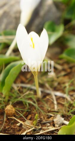 Crocus de printemps, Crocus vernus ssp. Albiflorus / Frühlingskrokus, Crocus vernus ssp. Albiflorus Banque D'Images