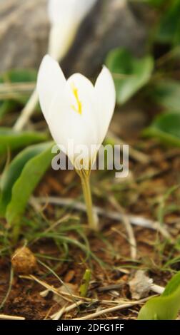Crocus de printemps, Crocus vernus ssp. Albiflorus / Frühlingskrokus, Crocus vernus ssp. Albiflorus Banque D'Images