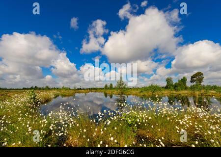 Bühendes Wollgras, Goldenstedter Moor, Vechta, Banque D'Images