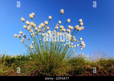 Büren im Goldenstedter Moor, Vechta, (Enophorum vaginatum), Banque D'Images