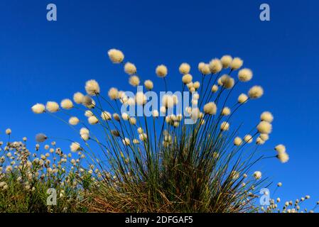 Bühendes Wollgras im Goldenstedter Moor, (Eriophorum vaginatum), Banque D'Images