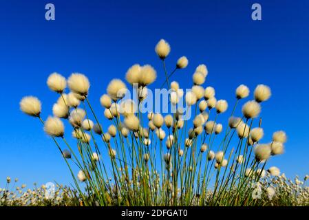 Bühendes Wollgras im Goldenstedter Moor, (Eriophorum vaginatum), Banque D'Images