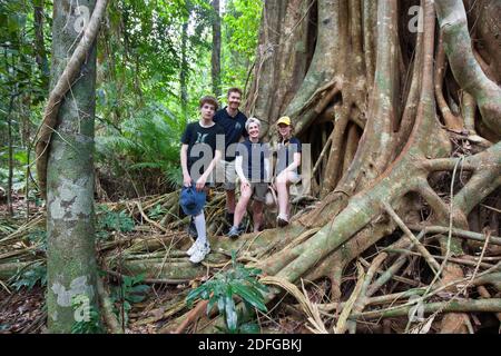 Groupe familial parmi les racines d'une énorme petite figure à feuilles (Ficus obliqua). Décembre 2020. Baie de vache. Parc national de Daintree. Queensland. Australie