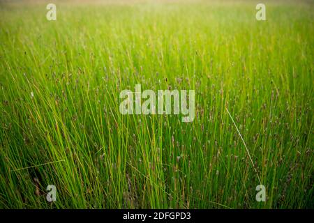 Détails sur les lames d'herbe dans le champ en été Banque D'Images