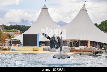 Le Marineland est un parc à thème situé à Antibes (Alpes-Maritimes), sur la Côte d'Azur. Sur 26 hectares, il comprend un parc zoologique marin avec delphinarium, un parc aquatique (Aquasplash), un parc de jeux pour enfants (Kidd's Island), un mini-golf (aventure Golf) et un hôtel trois étoiles (Marineland Resort). Elle est la propriété de la multinationale espagnole Parques Reunidos, dont l'actionnaire majoritaire est le fonds d'investissement britannique Arle Capital Partners. C'est l'un des quatre dolphinariums français et l'un des deux dolphinariums européens présentant des orques. Avec 1.2 millions de visiteurs en 2014, c'est le plus Banque D'Images