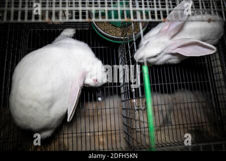 'Cages surpeuplées, plancher en treillis métallique, grandes mortalités': L'association des droits des animaux L214 a dévoilé, mardi soir, le 29 septembre 2020, des 'images terribles' d'une grande ferme intensive de lapins située dans la ville d'Augan, dans le Morbihan, en Bretagne, en France. « plus de 40,000 lapins y sont enfermés dans de petites cages sur des sols en treillis métallique », a déclaré l'association dans un e-mail. Dans les images, nous voyons en particulier des lapins entassés dans ces cages, sans accès à l'air libre, d'autres allongé sur des excréments ou jetés dans des poubelles. « selon les documents de suivi de la mortalité, près de 300 lapins meurent sur ce sujet Banque D'Images