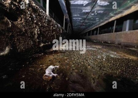 'Cages surpeuplées, plancher en treillis métallique, grandes mortalités': L'association des droits des animaux L214 a dévoilé, mardi soir, le 29 septembre 2020, des 'images terribles' d'une grande ferme intensive de lapins située dans la ville d'Augan, dans le Morbihan, en Bretagne, en France. « plus de 40,000 lapins y sont enfermés dans de petites cages sur des sols en treillis métallique », a déclaré l'association dans un e-mail. Dans les images, nous voyons en particulier des lapins entassés dans ces cages, sans accès à l'air libre, d'autres allongé sur des excréments ou jetés dans des poubelles. « selon les documents de suivi de la mortalité, près de 300 lapins meurent sur ce sujet Banque D'Images