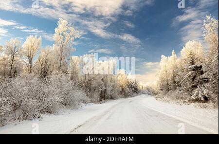 La ligne d'arbres couverts de givre route couverte de neige dans le sud de l'Alaska. L'hiver. Banque D'Images