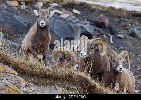 Regardant un troupeau de mouflons rocheux de montagne 'Ovis canadensis', sur une corniche qui se trouve dans les montagnes rocheuses de l'Alberta au Canada. Banque D'Images