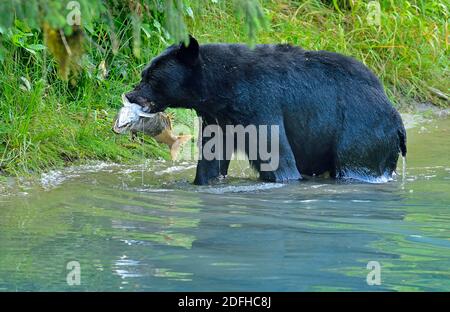 Un ours noir sauvage côtier, 'Ursus americanus', qui prend soin d'un saumon mort hors du cours d'eau pour se nourrir dans le Canada éloigné de la Colombie-Britannique. Banque D'Images