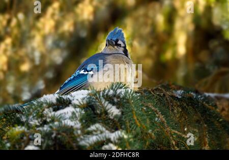 En regardant un geai bleu de l'est, Cyanocitta cristata', perché sur une branche d'épinette enneigée, rétroéclairé par la lumière du soleil couchant dans la campagne d'Alber Banque D'Images