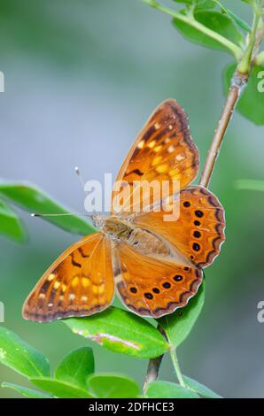 Empereur Tawny (Asterocampa clyton) Banque D'Images