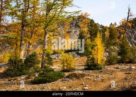 WA18686-00...WASHINGTON - mélèze subalpin de couleur automnale dans la région sauvage de Glacier Peak, dans la forêt nationale de Wenatchee. Banque D'Images