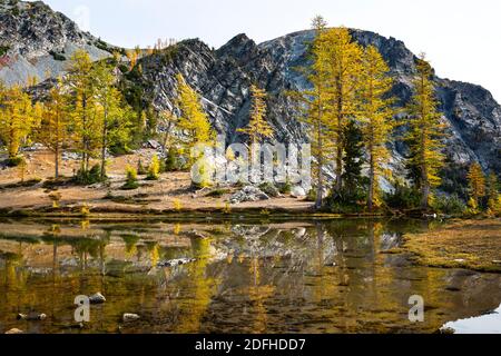 WA18687-00...WASHINGTON - mélèze subalpin coloré qui se reflète dans le lac Lower Ice dans la région sauvage de Glacier Peak. Banque D'Images