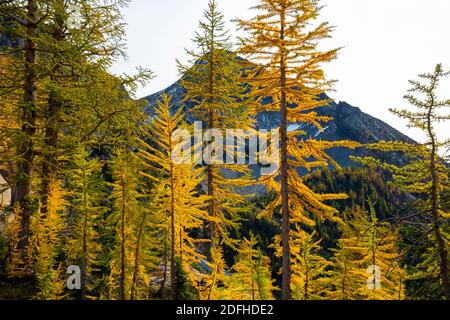 WA18689-00...WASHINGTON - les arbres de Larch et la butte de spectacle dans la région sauvage de Glacier Peak. Banque D'Images