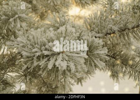 L'arbre de Noël est recouvert de neige fraîche. Arbre de pin et neige moelleuse, concept de célébration du nouvel an. Histoire de l'hiver dans la forêt. Espace de copie Banque D'Images