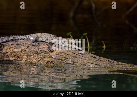 Crocodile américain juvénile, Crocodylus acutus, en rondins dans l'un des sidaarms du lac Gatun, parc national de Soberania, République du Panama. Banque D'Images