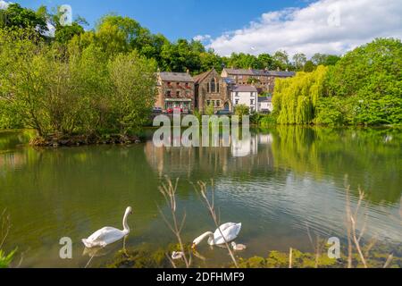 View of swans on Cromford pond, Cromford, Derbyshire Dales, Derbyshire, England, United Kingdom, Europe Stock Photo