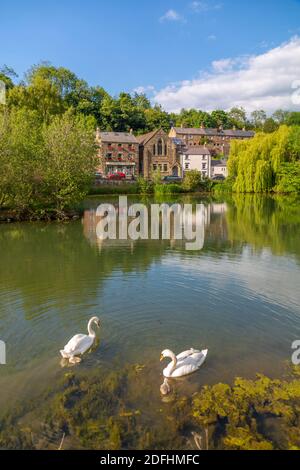 View of swans on Cromford pond, Cromford, Derbyshire Dales, Derbyshire, England, United Kingdom, Europe Stock Photo