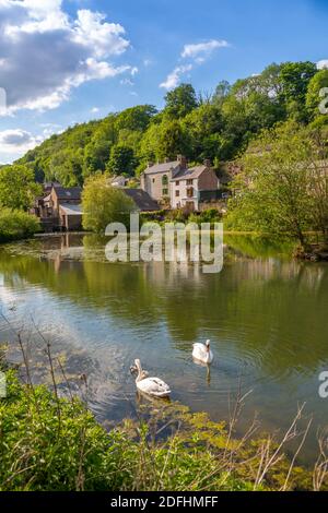 View of swans on Cromford pond, Cromford, Derbyshire Dales, Derbyshire, England, United Kingdom, Europe Stock Photo