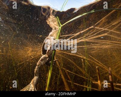Crapaud commune reposant sur une laisse près de la surface de l'eau Banque D'Images