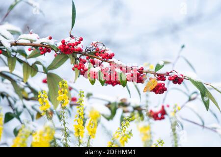 Jardin d'hiver couleur avec fleurs et baies - mahonia et cotoneaster recouvert de neige - Royaume-Uni Banque D'Images