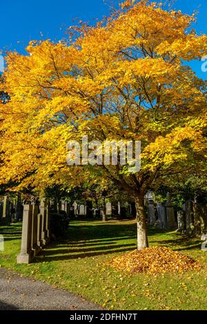 Cimetière de Springbank, Aberdeen, 8 octobre 2020. Érable japonais dans le cimetière de Springbank. Banque D'Images