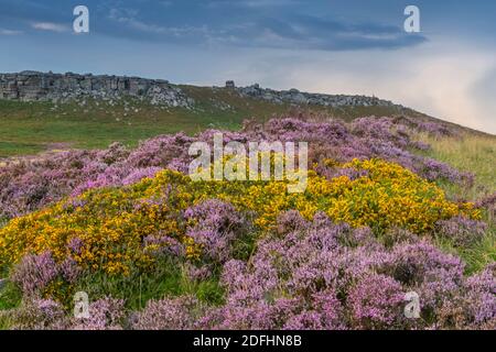 Vue de la bruyère fleurie sur Stanage Edge, Hathersage, Peak District National Park, Derbyshire, Angleterre, Royaume-Uni, Europe Banque D'Images