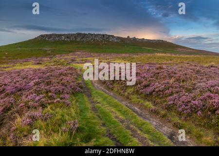 Vue de la bruyère fleurie sur Stanage Edge, Hathersage, Peak District National Park, Derbyshire, Angleterre, Royaume-Uni, Europe Banque D'Images