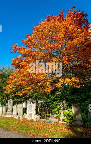 Cimetière de Springbank, Aberdeen, 8 octobre 2020. Érable norvégien dans le cimetière de Springbank. Banque D'Images