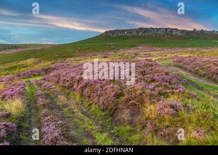 Vue de la bruyère fleurie sur Stanage Edge, Hathersage, Peak District National Park, Derbyshire, Angleterre, Royaume-Uni, Europe Banque D'Images