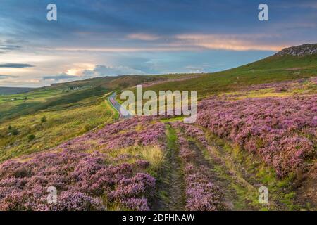 Vue de la bruyère fleurie sur Stanage Edge, Hathersage, Peak District National Park, Derbyshire, Angleterre, Royaume-Uni, Europe Banque D'Images