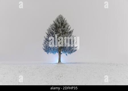 Photographie de nuit d'hiver, arbre solitaire dans un champ de neige illuminé de l'arrière Banque D'Images