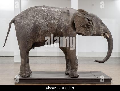 Bourré, veau, jeune spécimen d'élant éthiopien (Loxodonta africana). Musée de zoologie de Catane, Sicile, Italie. Banque D'Images