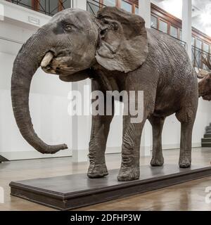 Bourré, veau, jeune spécimen d'élant éthiopien (Loxodonta africana). Musée de zoologie de Catane, Sicile, Italie. Banque D'Images