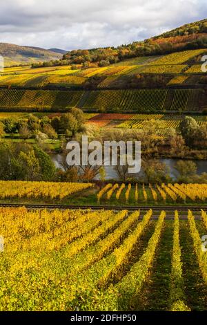 Paysage de Moselle et vignobles aux couleurs dorées de l'automne, destination de voyage et de vacances en Allemagne. Banque D'Images