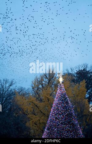 Washington, États-Unis. 5 décembre 2020. Photo prise le 4 décembre 2020 montre l'arbre de Noël national près de la Maison Blanche à Washington, DC, les États-Unis. Credit: Liu Jie/Xinhua/Alay Live News Banque D'Images