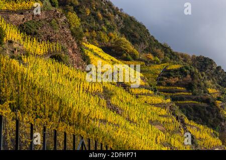 Paysage de Moselle et vignobles aux couleurs dorées de l'automne, destination de voyage et de vacances en Allemagne. Banque D'Images