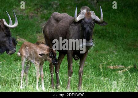 Noir wildebeest, connochaetes gnou, Femme avec Young Banque D'Images