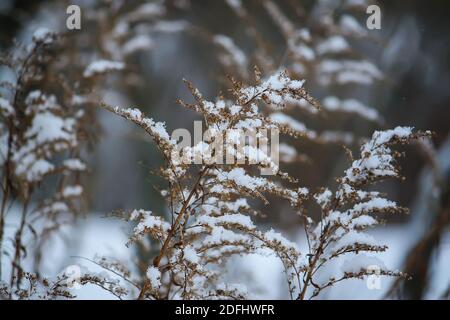 Goldenrod sèchent les plantes dans la neige à l'extérieur. Pré en hiver. Banque D'Images