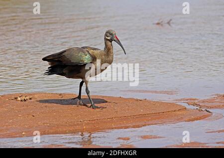Hadada Ibis, bostrychia hagedash, Adulte près de Water, parc Samburu au Kenya Banque D'Images