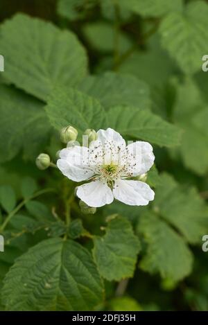 Arbuste Rubus caesius en fleur Banque D'Images