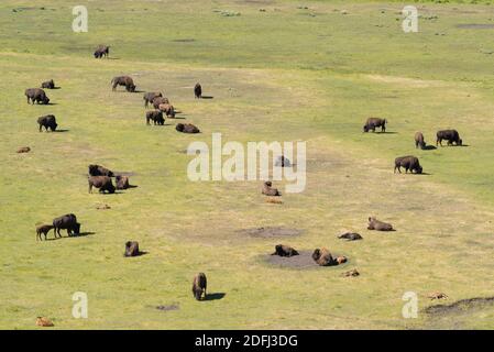 Troupeau de bisons paître et se reposer dans la vallée de Lamar, parc national de Yellowstone. Banque D'Images