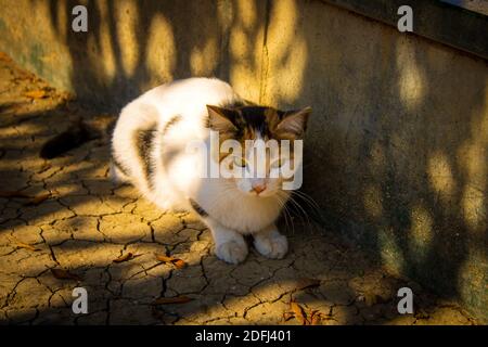Gros plan d'un chat blanc en plein air Banque D'Images