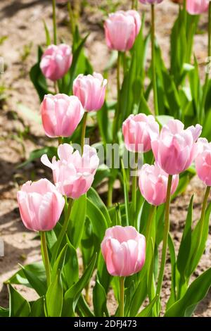 Au printemps, dans le jardin, des tulipes blanches et roses délicates Banque D'Images