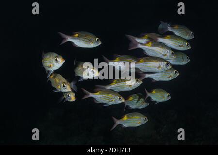 École de la Bream à grands yeux (Gnathodentex aureolineatus). Monde sous-marin de l'océan Indien, Maldives Banque D'Images