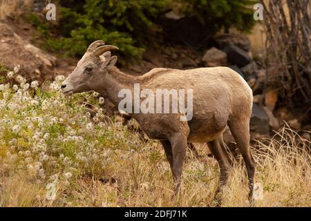 Mouflon d'Amérique (Ovis canadensis) Ewe navigation Banque D'Images